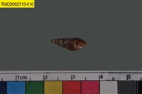 藏品(寄居蟹)的圖片